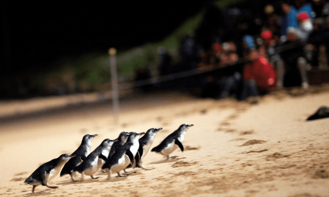 Phillip Island with Penguin Parade Eco Tour - تصویر 21