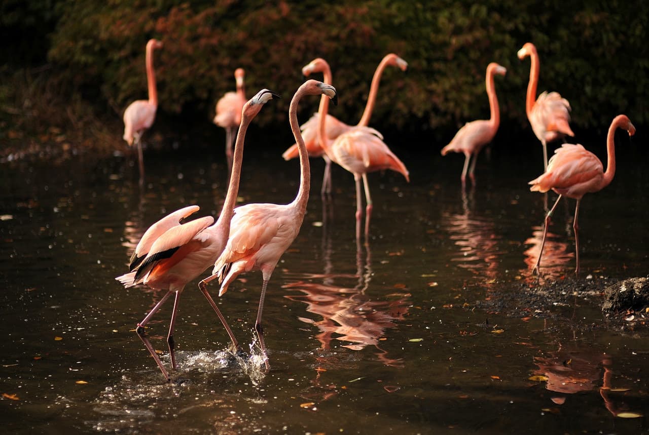 Bronx Zoo - تصویر 10