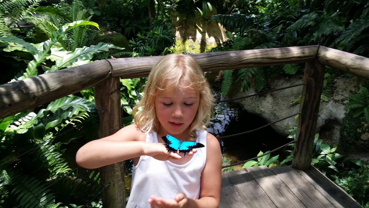 Australian Butterfly Sanctuary - تصویر 6