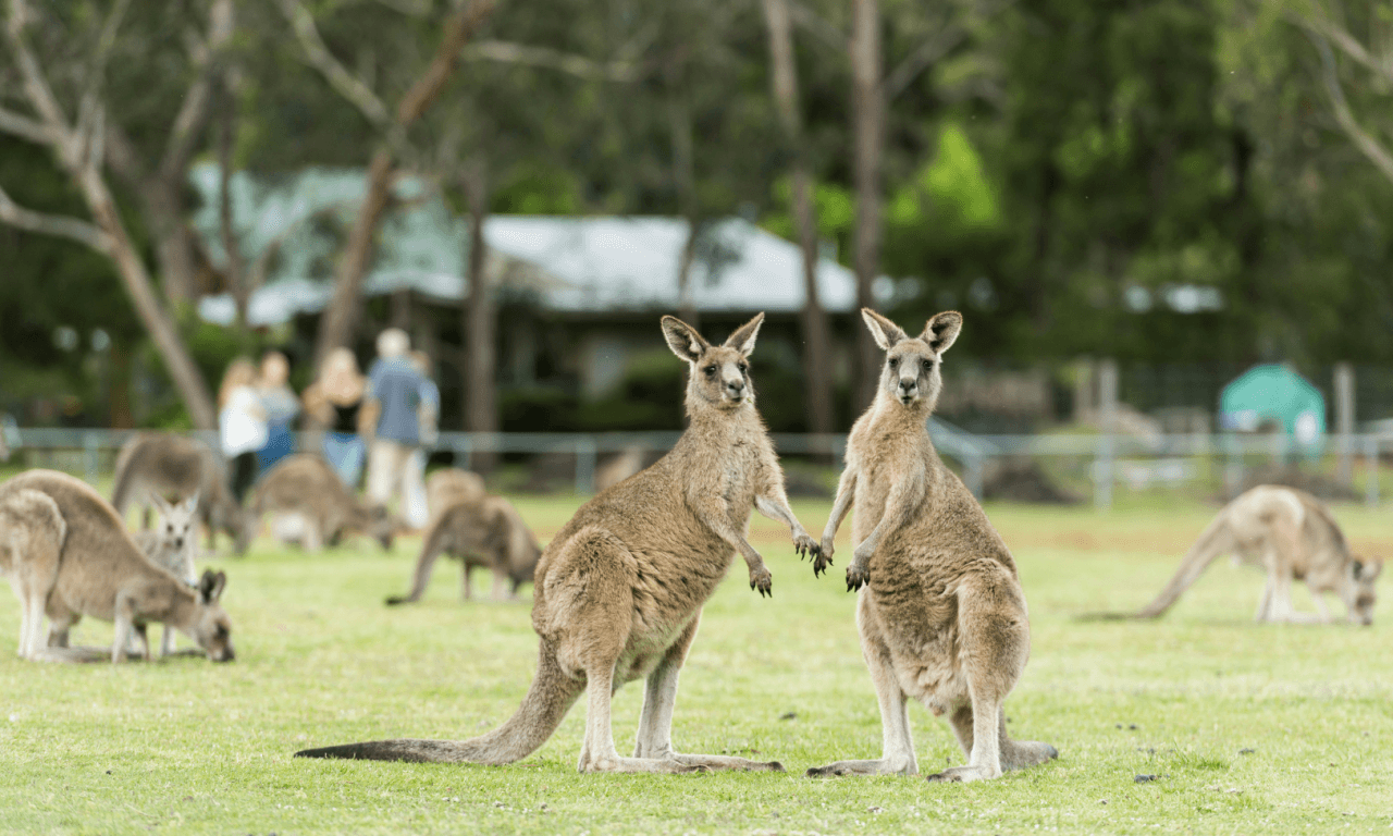 Grampians National Park Day Tour from Melbourne - تصویر 18