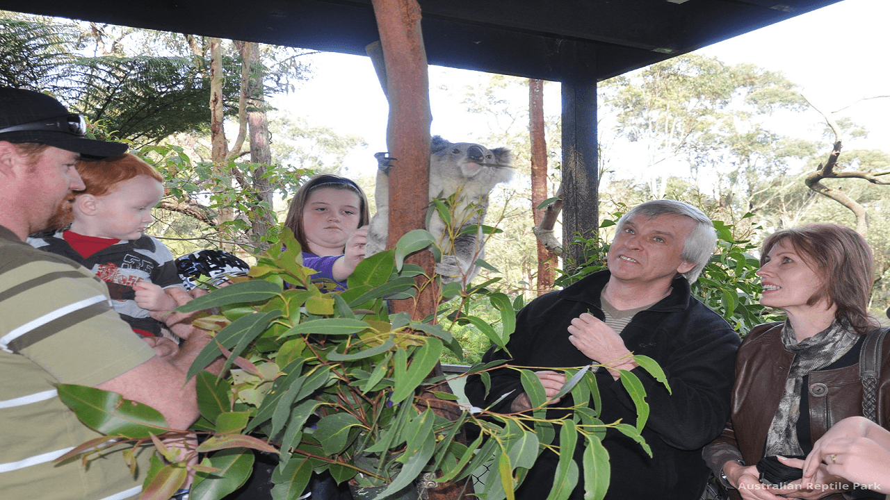 Australian Reptile Park - تصویر 26