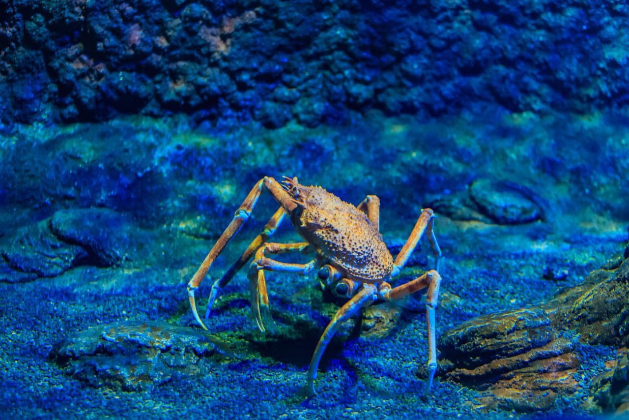 The National Aquarium Abu Dhabi Ticket - تصویر 4