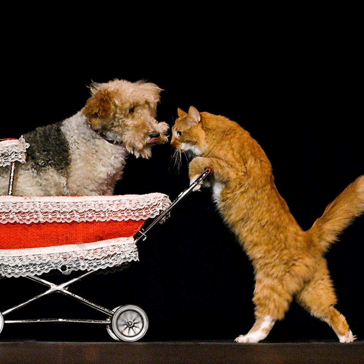 V Theatre Las Vegas - Popovich Comedy Pet Theatre - تصویر 6