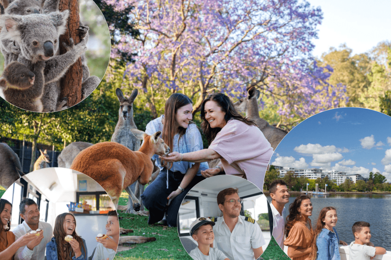 Lone Pine Koala Sanctuary Entry Ticket with Cruise from Brisbane City - تصویر اصلی