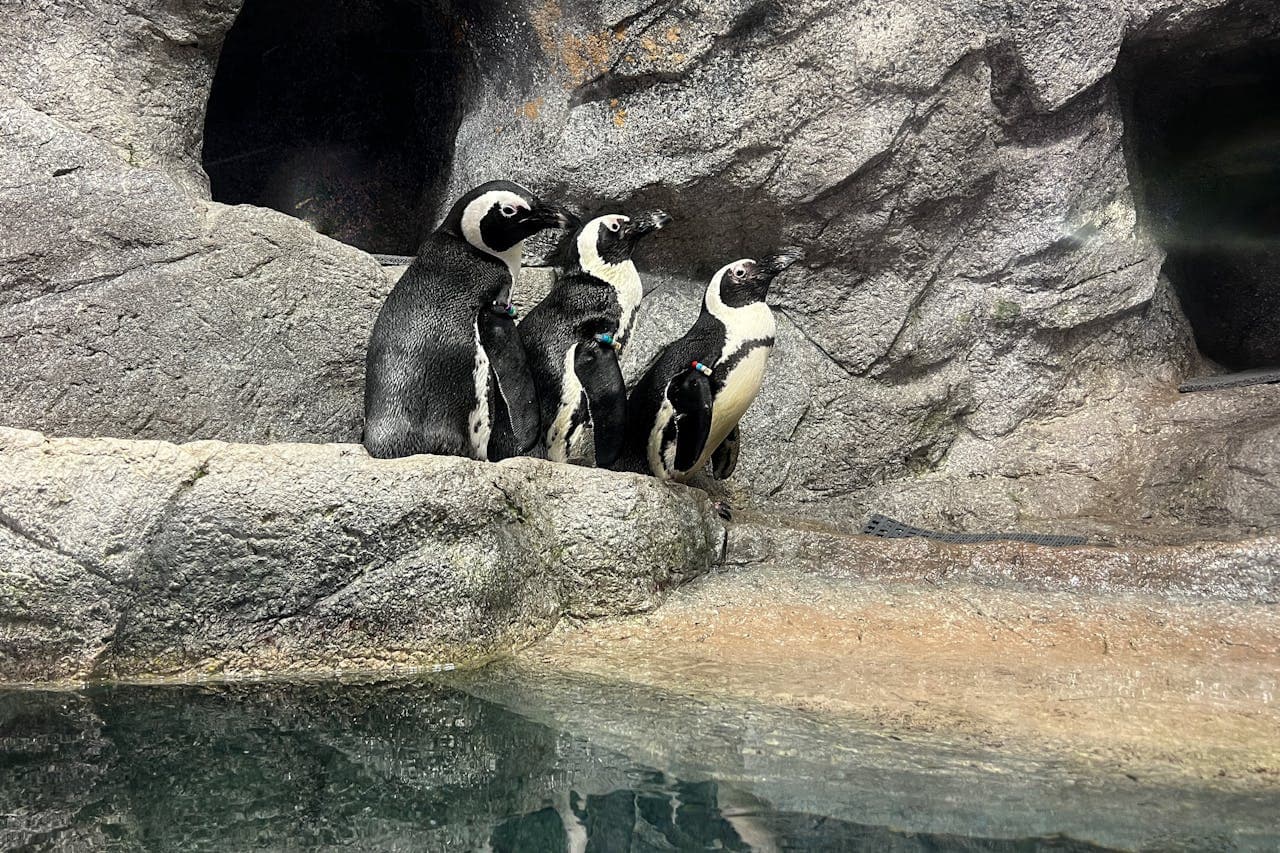 The Florida Aquarium Ticket - تصویر 11