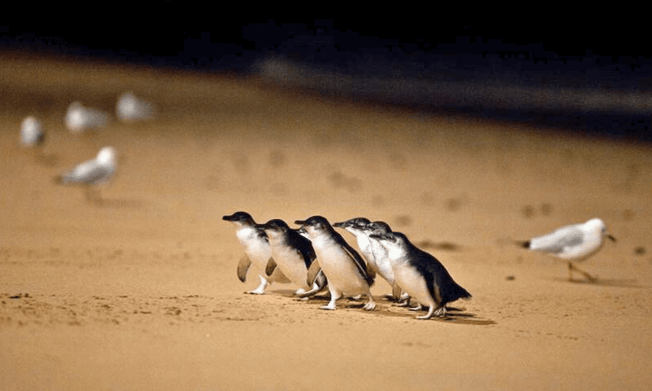 Penguins Express Tour from Melbourne - تصویر 7