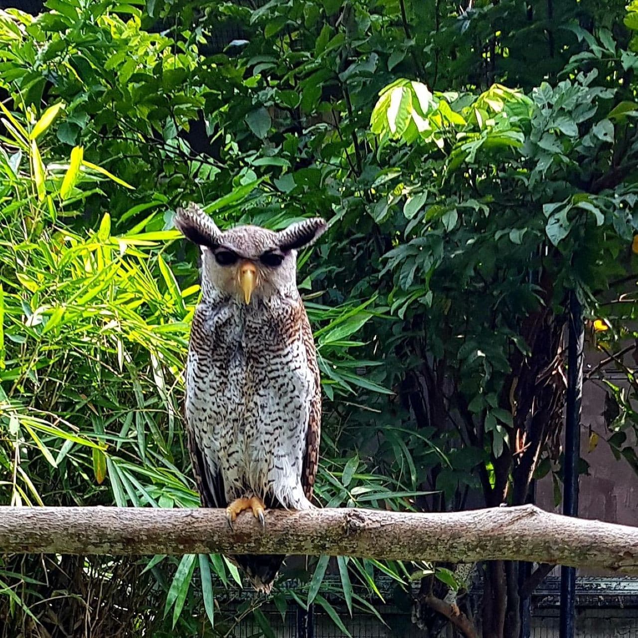 Penang Bird Park - تصویر 8