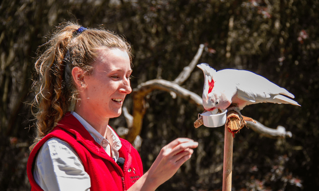 Phillip Island with Penguin Parade Eco Tour - تصویر 19
