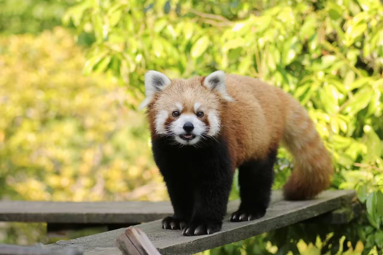 Ishikawa Zoo Ticket - تصویر 2