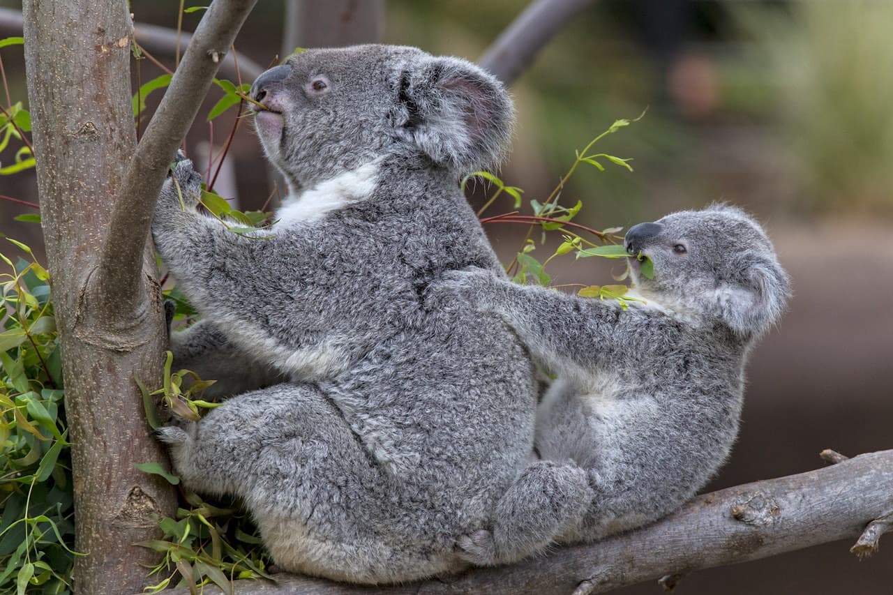 San Diego Zoo - تصویر 2