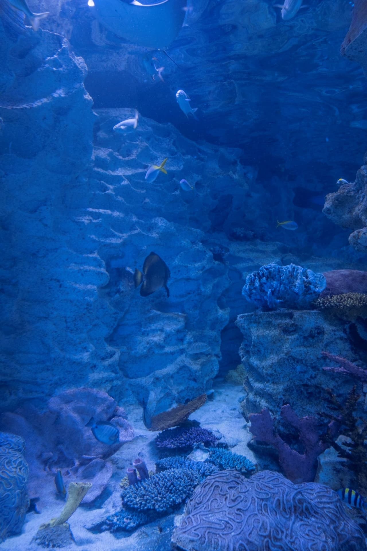 Emaar Aquarium and Underwater Zoo Ticket - تصویر 6