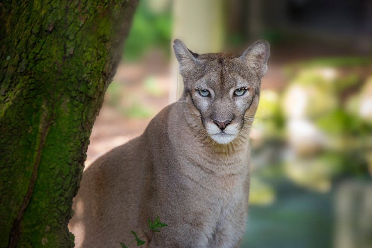 ZooTampa at Lowry Park Ticket - تصویر 10