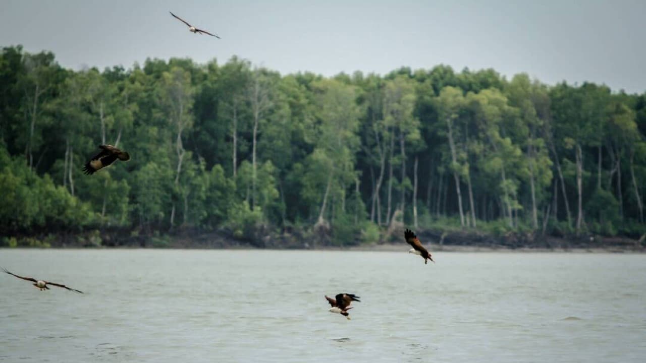 Eagle Watching Experience in Kuala Selangor - تصویر 3