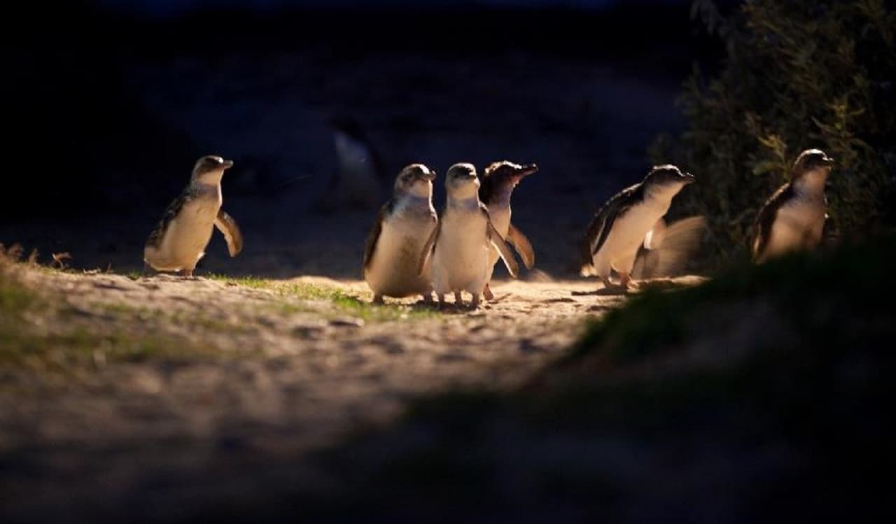 Phillip Island Nature Parks - Three-Park Pass - تصویر 7