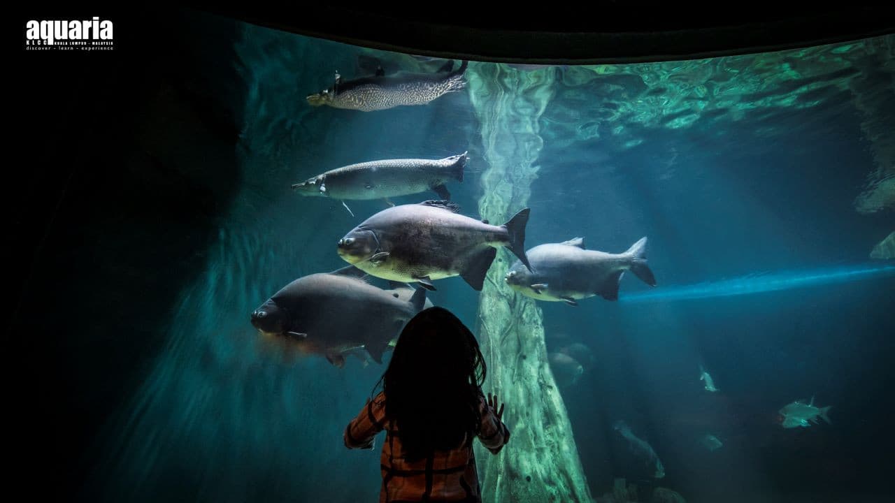 COMBO: Aquaria KLCC + Berjaya Times Square Theme Park Tickets - تصویر اصلی