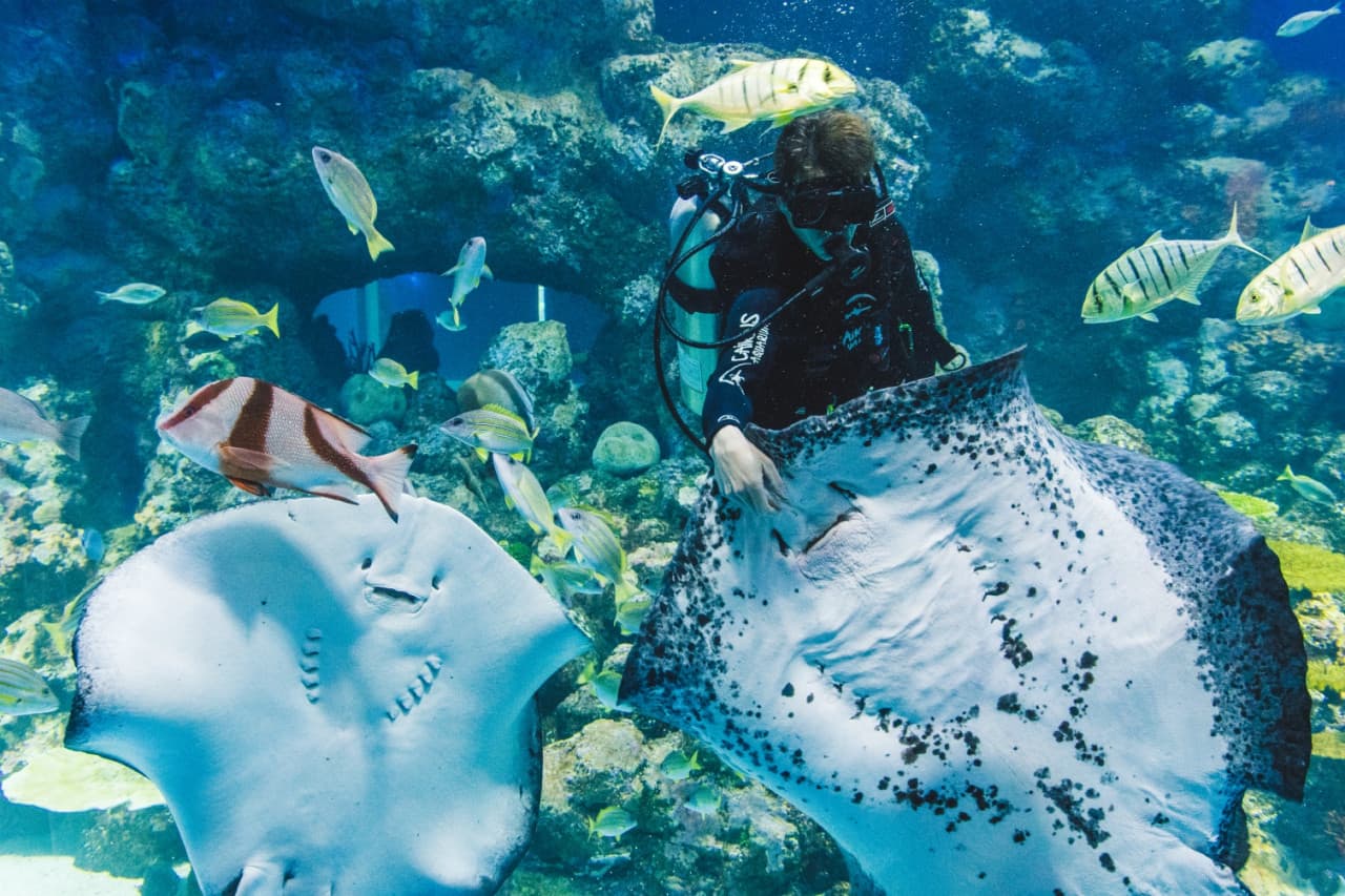 Cairns Aquarium Ticket - تصویر 2