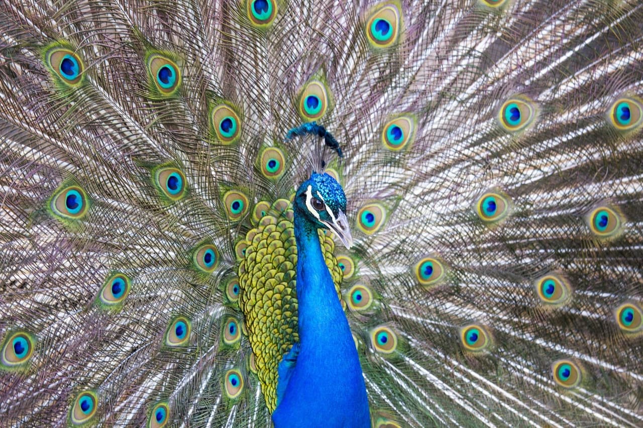 Bronx Zoo - تصویر 6