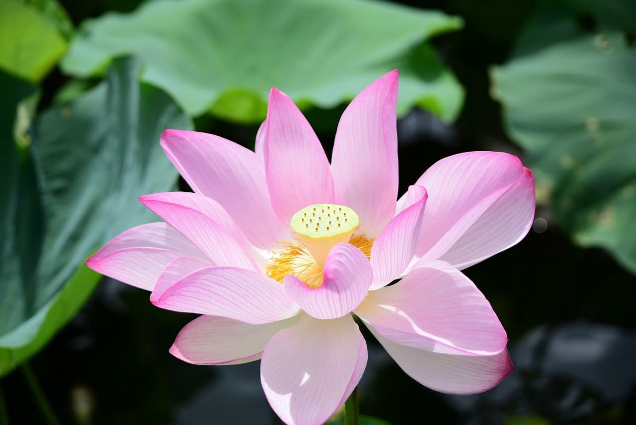 Okinawa Southeast Botanical Gardens - تصویر 8