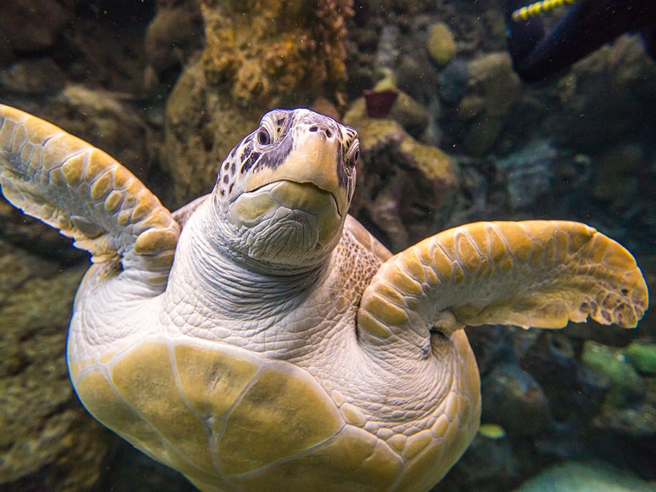 The Florida Aquarium Ticket - تصویر 2