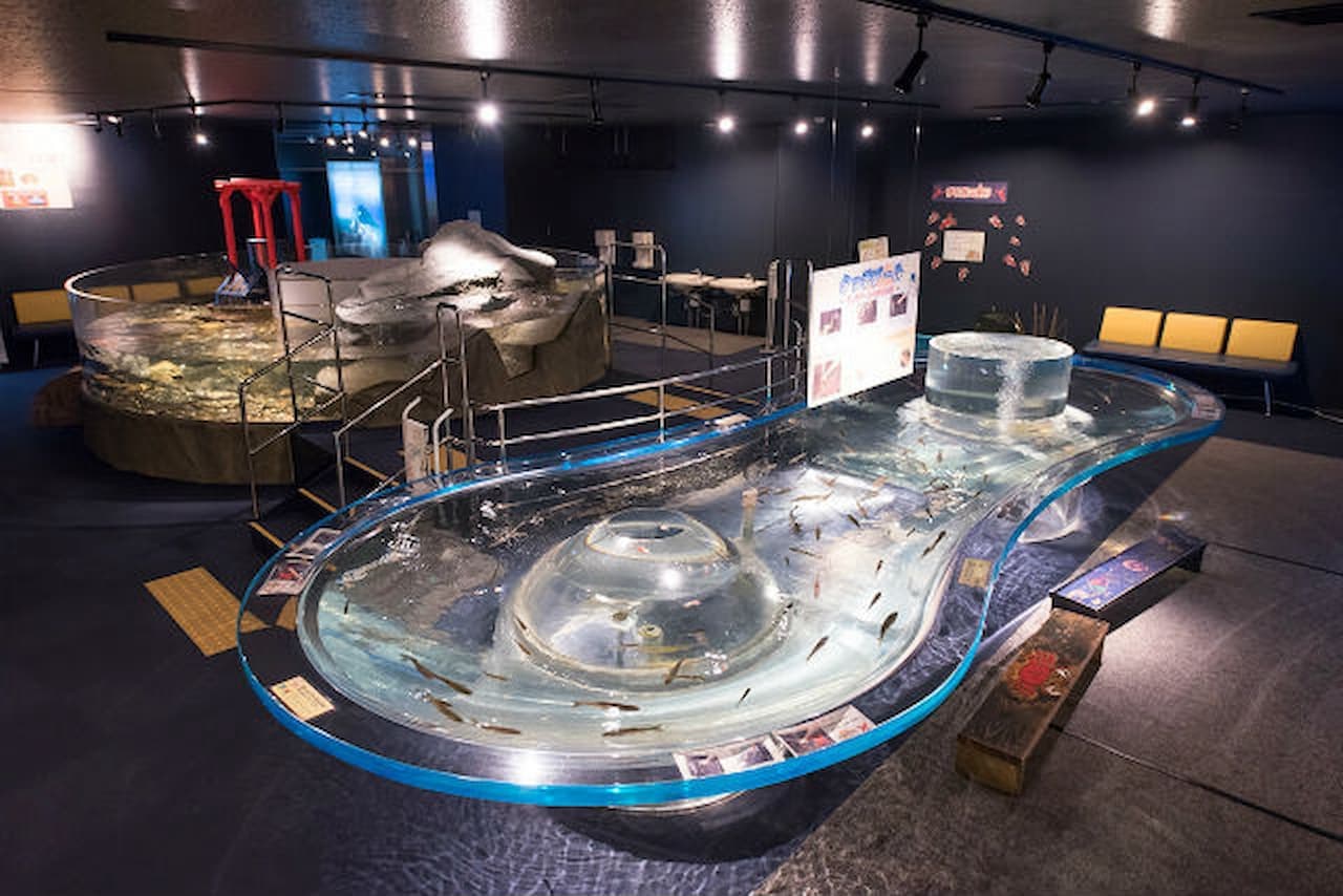 Salmon Hometown Chitose Aquarium Ticket - تصویر 4