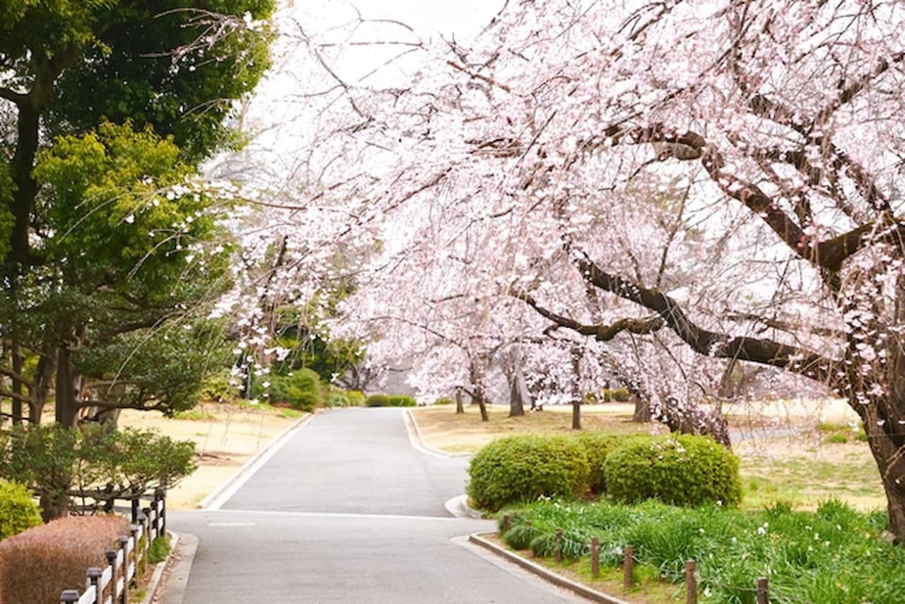 Shinjuku Gyoen National Garden Ticket - تصویر 2
