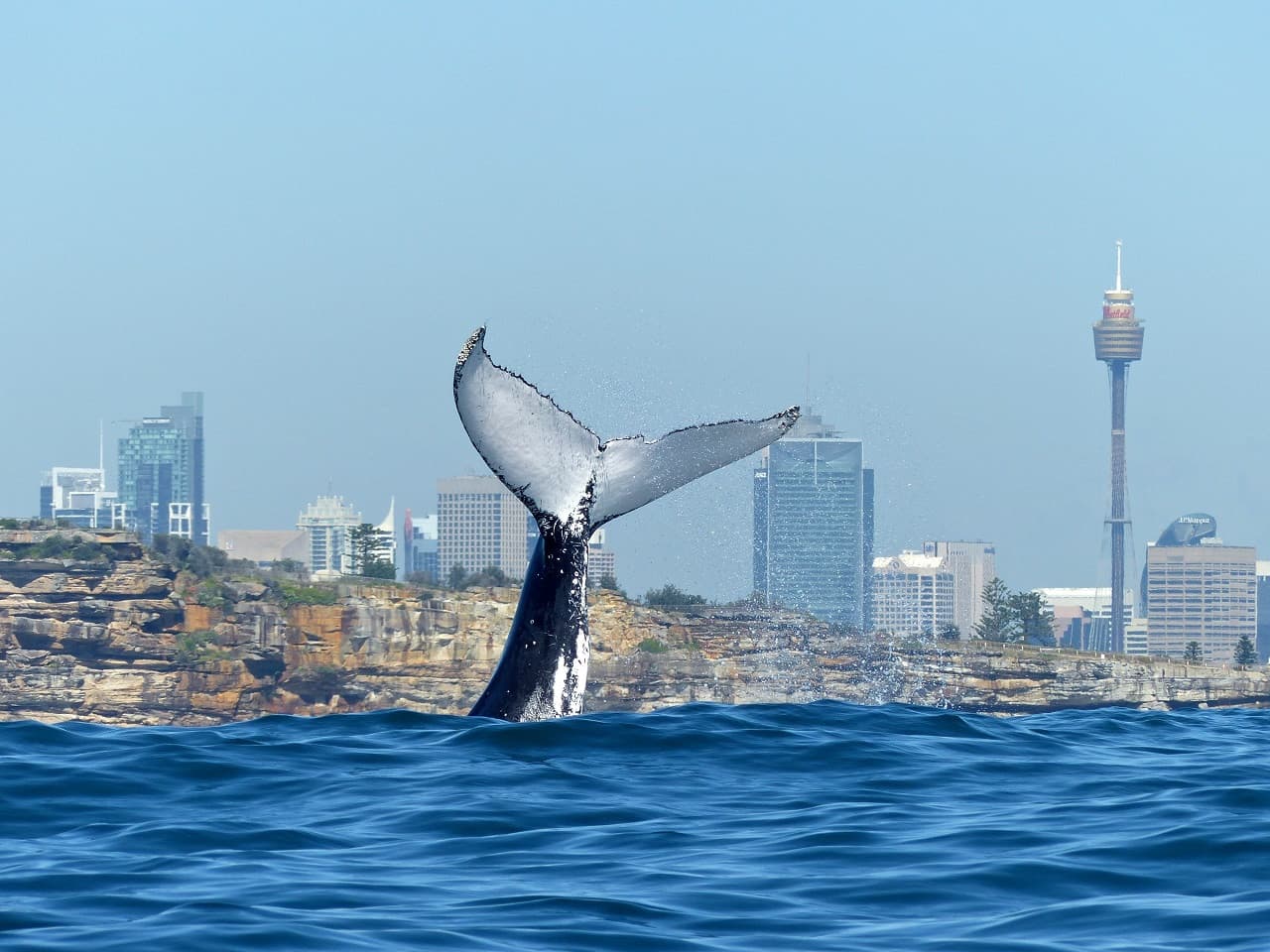 Sydney Whale Watching Cruise with Breakfast or Lunch with Sydney Princess Cruises - تصویر 3