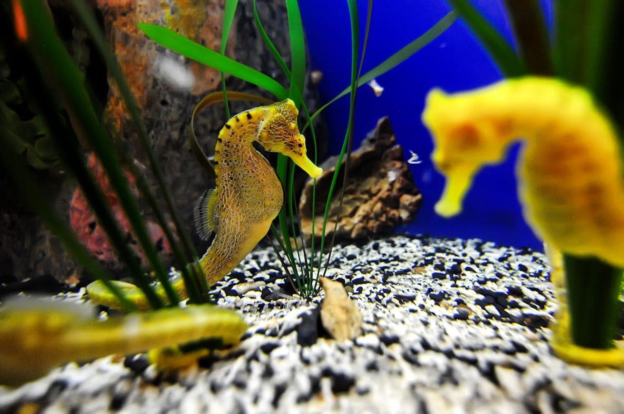 The Florida Aquarium Ticket - تصویر 5