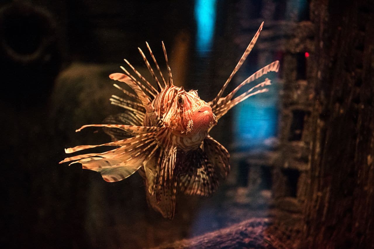 SEA LIFE Oberhausen Aquarium Ticket - تصویر 12