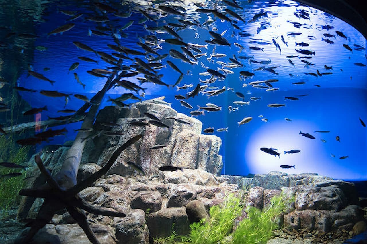 Salmon Hometown Chitose Aquarium Ticket - تصویر اصلی