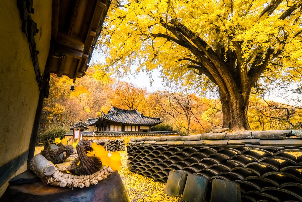 Gyeongju Autumn Foliage One Day Tour from Busan - تصویر 10