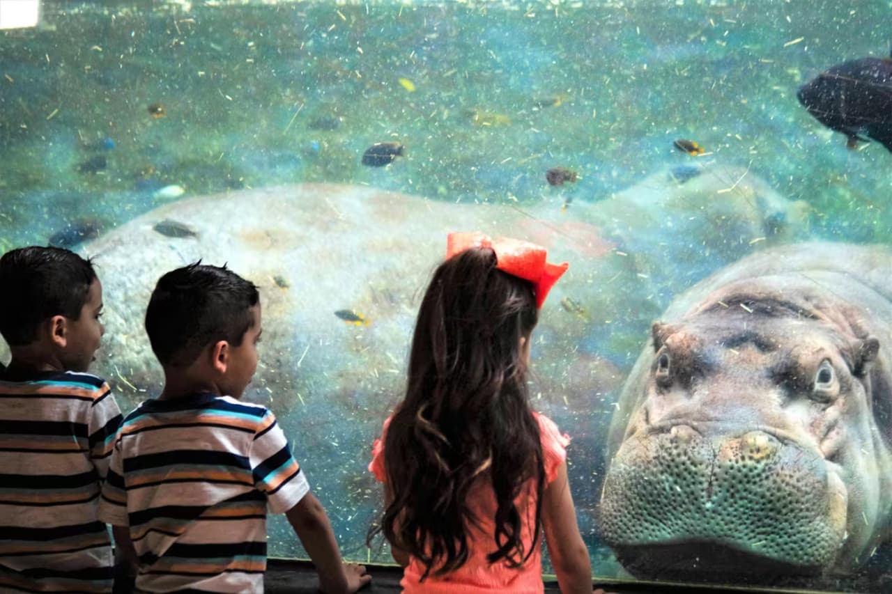 San Antonio Zoo Ticket - تصویر 3