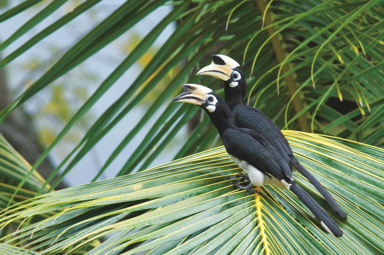 Langkawi Birdwatching Experience Tour - Half Day - تصویر 3