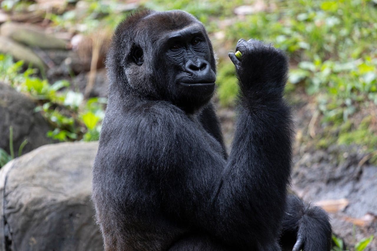 Zoo Atlanta Entry Ticket - تصویر 5