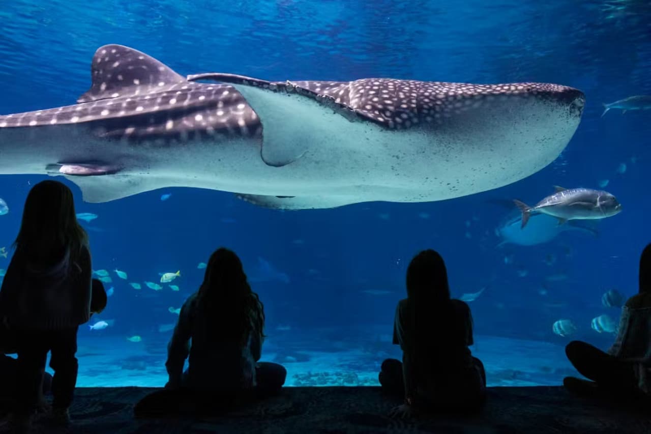 Georgia Aquarium: Fast Track Ticket - تصویر 2