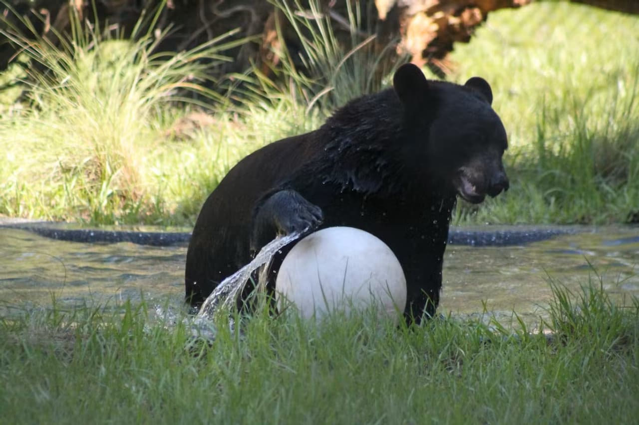 Central Florida Zoo & Botanical Gardens Ticket - تصویر 11