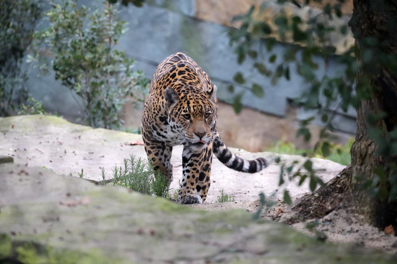 ARTIS Royal Zoo - تصویر 6