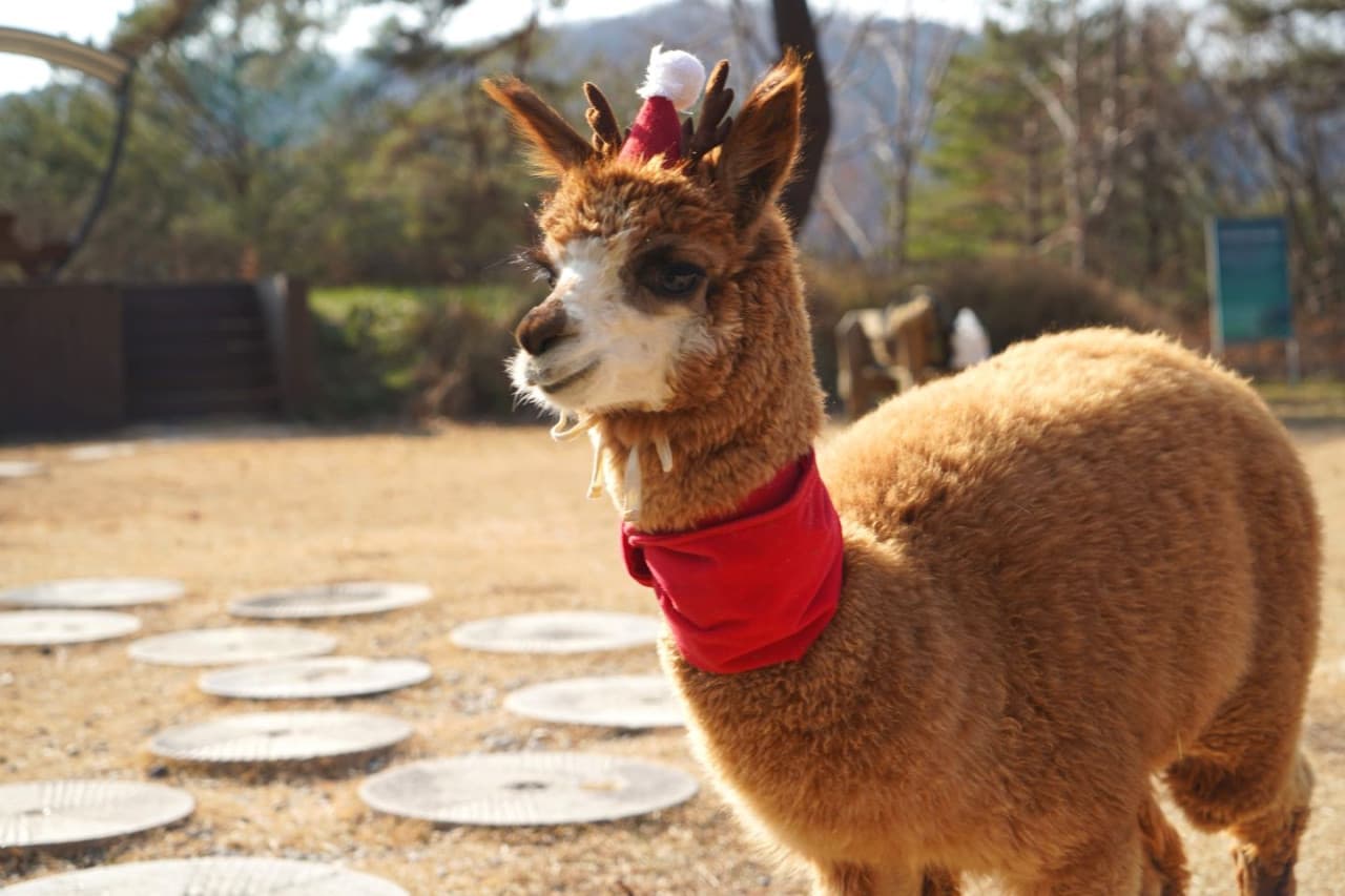 Alpaca World, Nami Island, and Garden of Morning Calm Tour from Seoul - تصویر 3