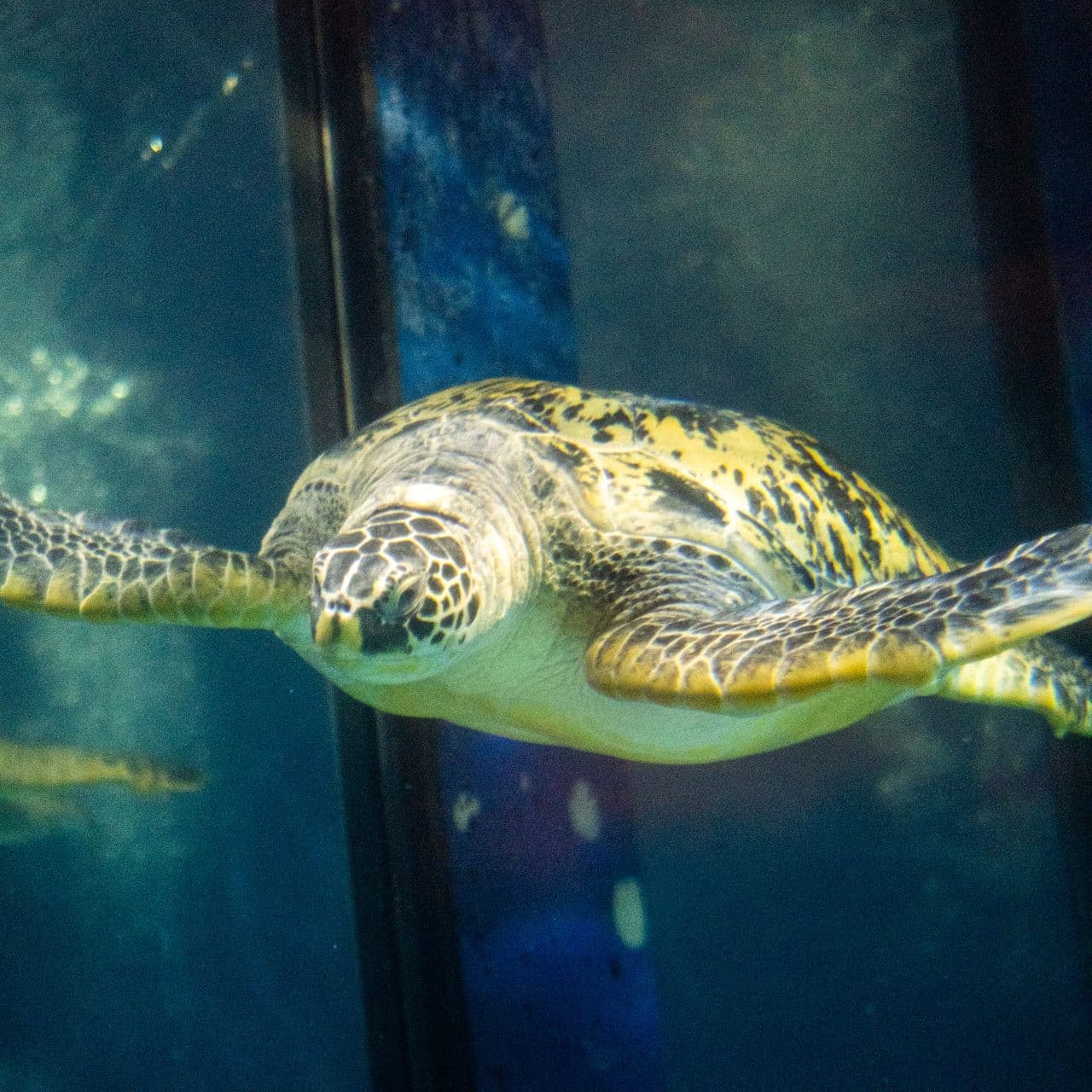 SEA LIFE Paris Aquarium Ticket - تصویر 6