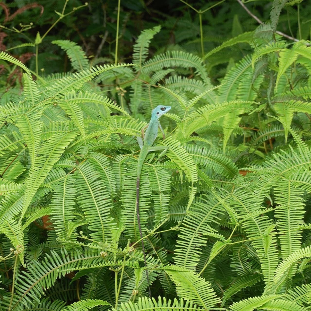 Desaru Riverside Garden Guided Walk - تصویر 5