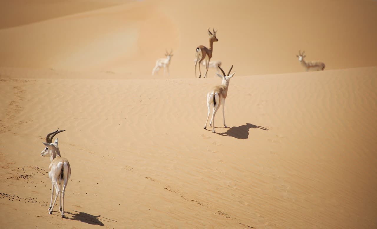 Dubai Desert Conservation Reserve Tour - تصویر 2