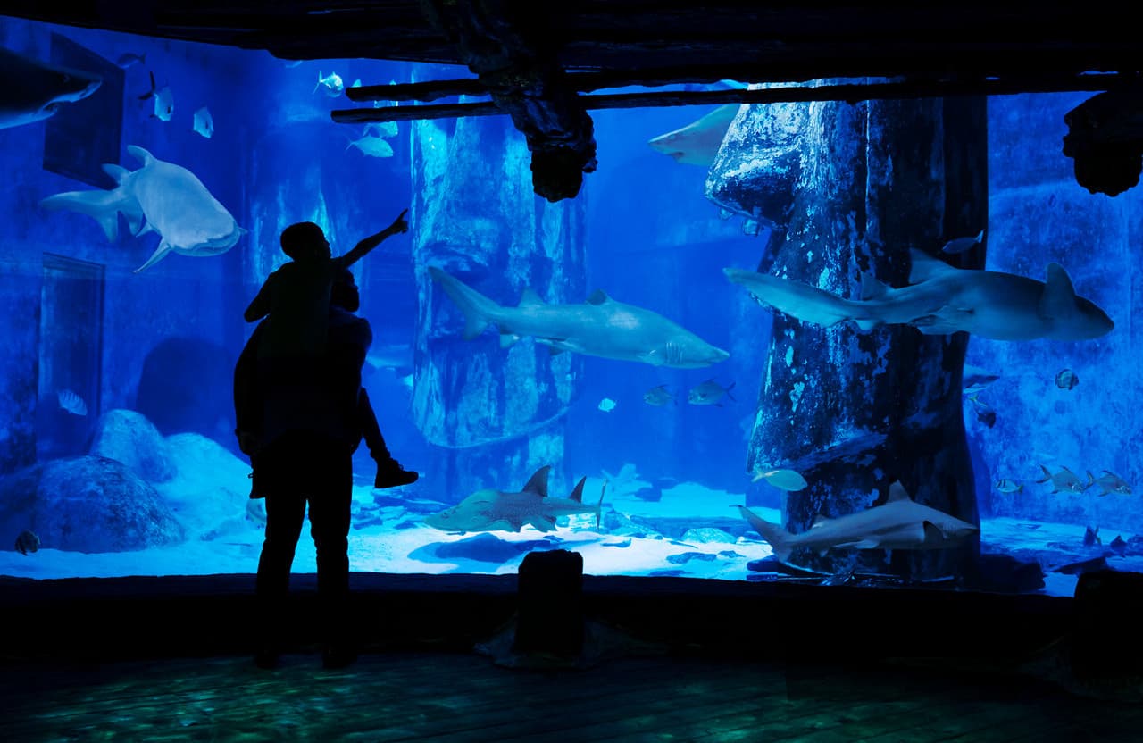 SEA LIFE London Aquarium Ticket - تصویر 3