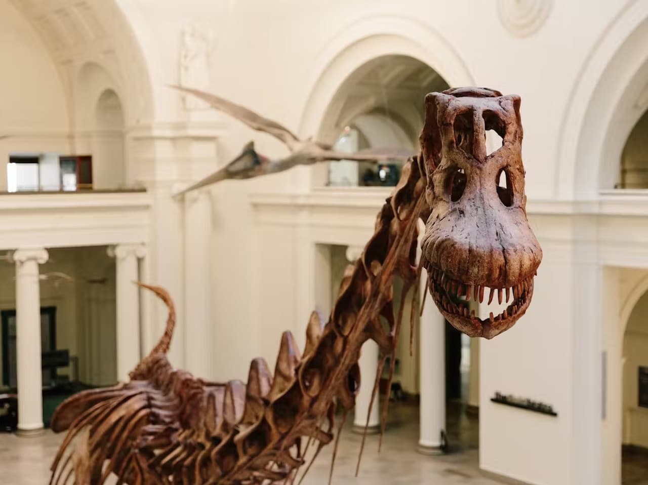 The Field Museum of Natural History Ticket - تصویر 5