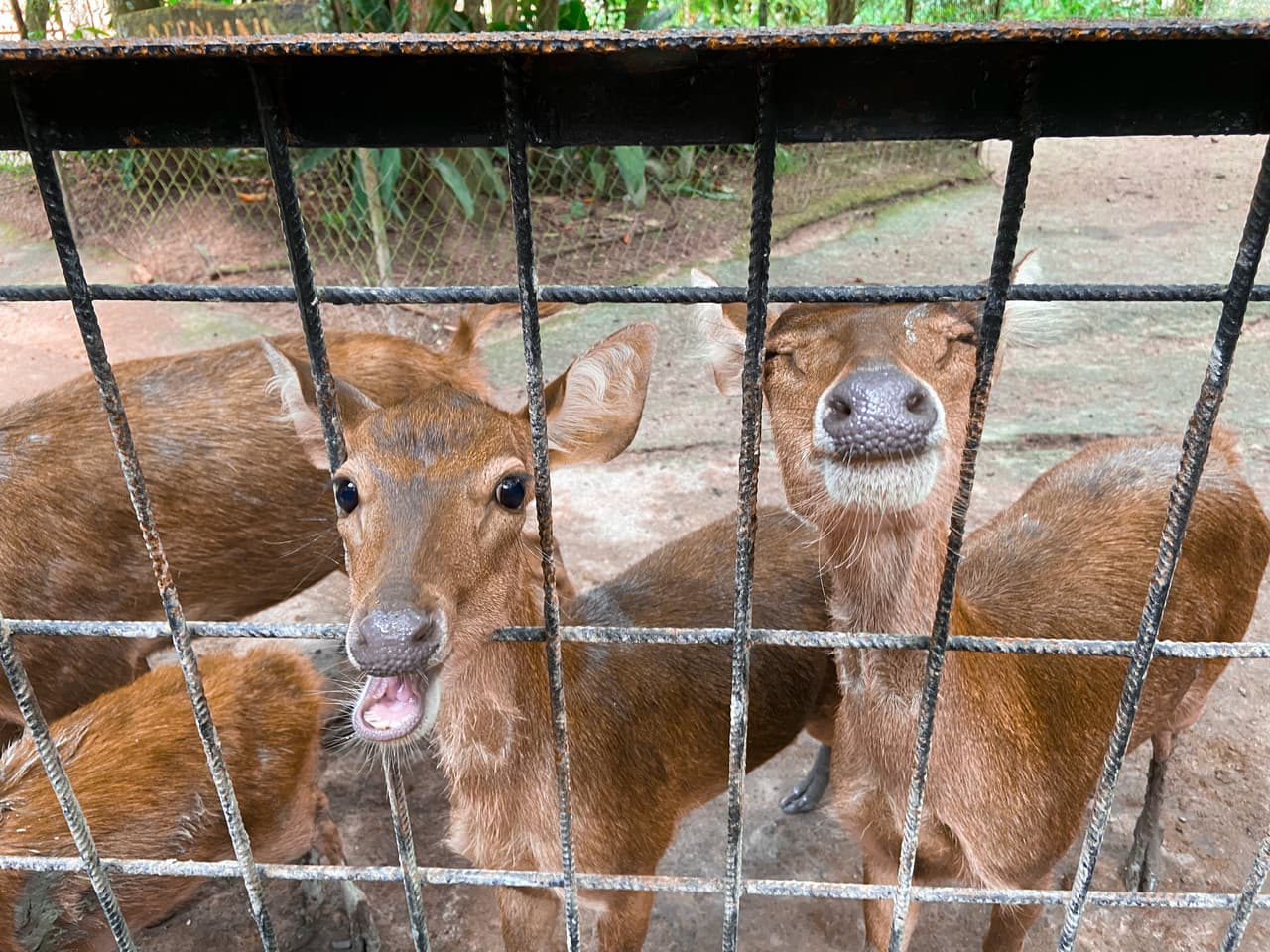 Batu Caves and Kuala Gandah Elephant Sanctuary Full-Day Tour from Kuala Lumpur - تصویر 10