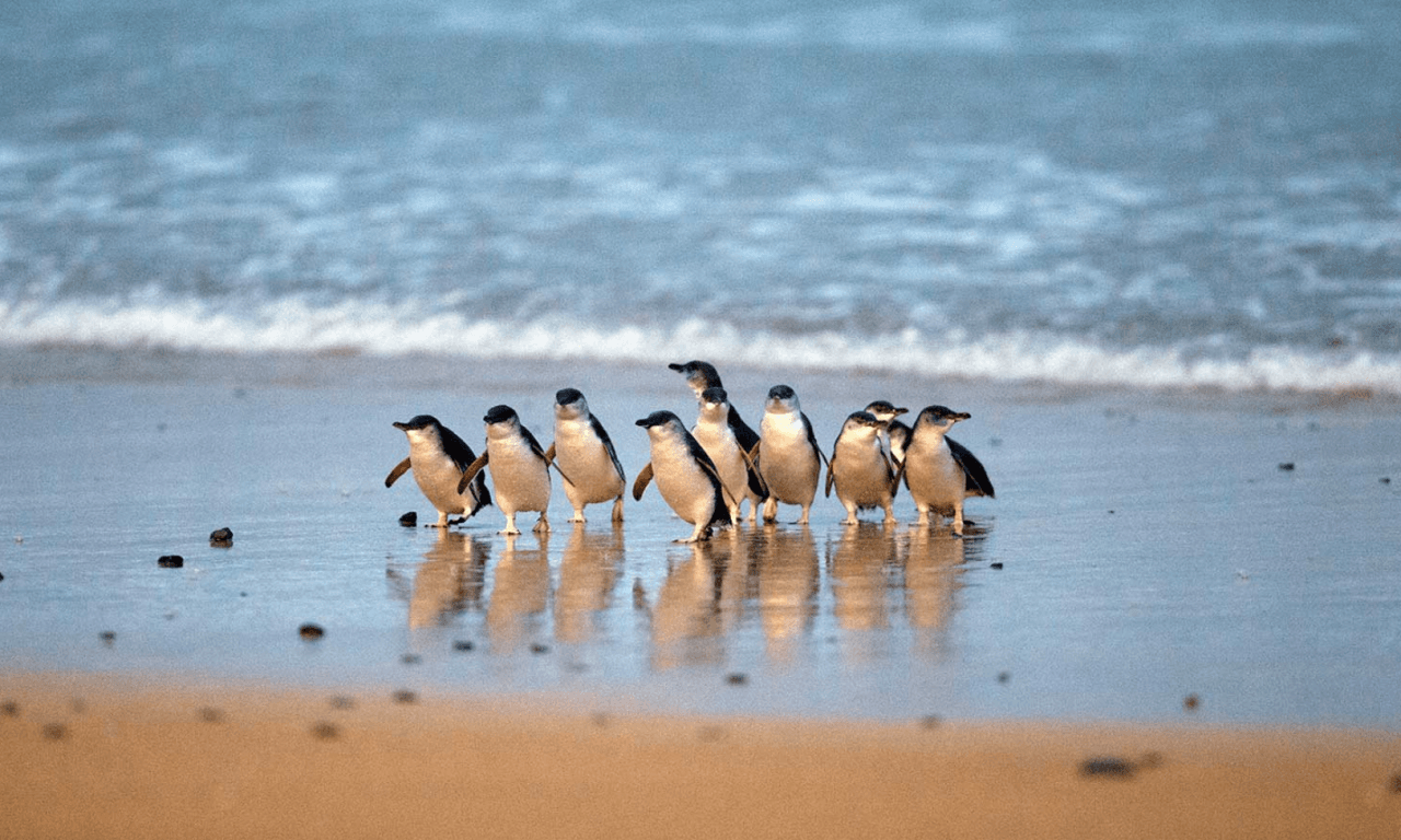 Penguins Express Tour from Melbourne - تصویر اصلی