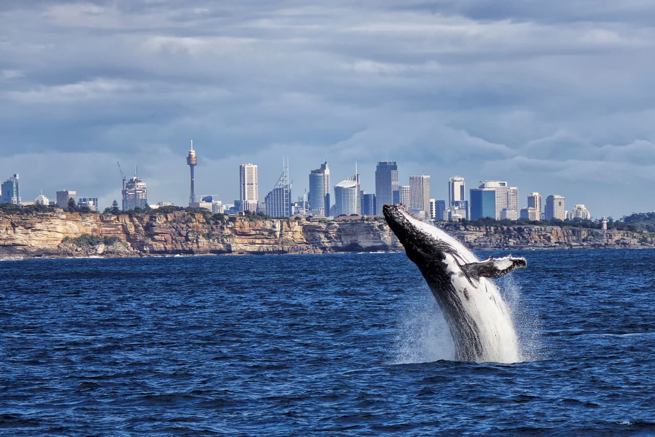 Sydney Whale Watching Cruise with Breakfast or Lunch with Sydney Princess Cruises - تصویر اصلی