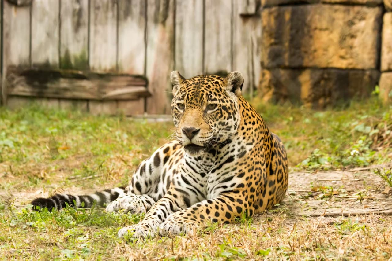 Zoo Miami Ticket - تصویر 8