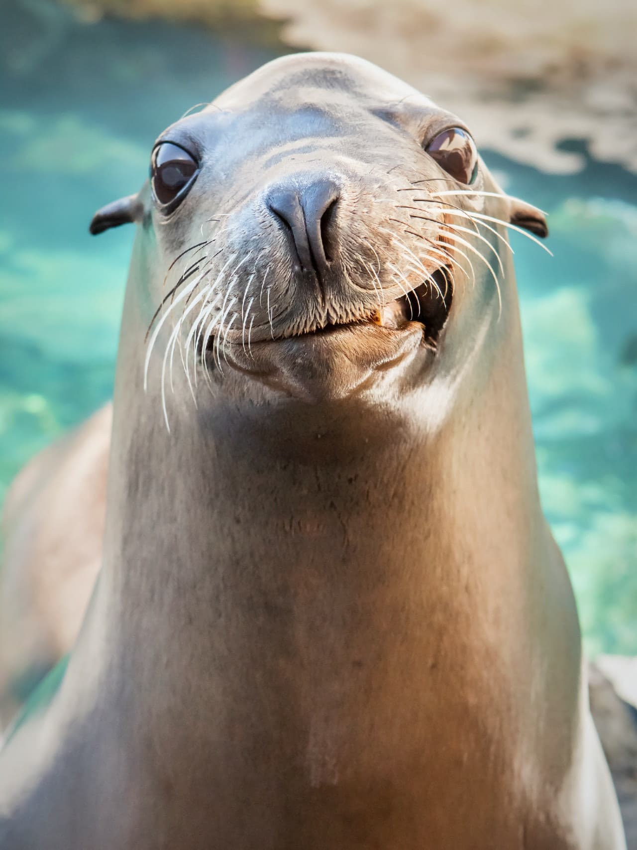 Skip The Line Ticket - Aquarium of the Pacific - تصویر 4