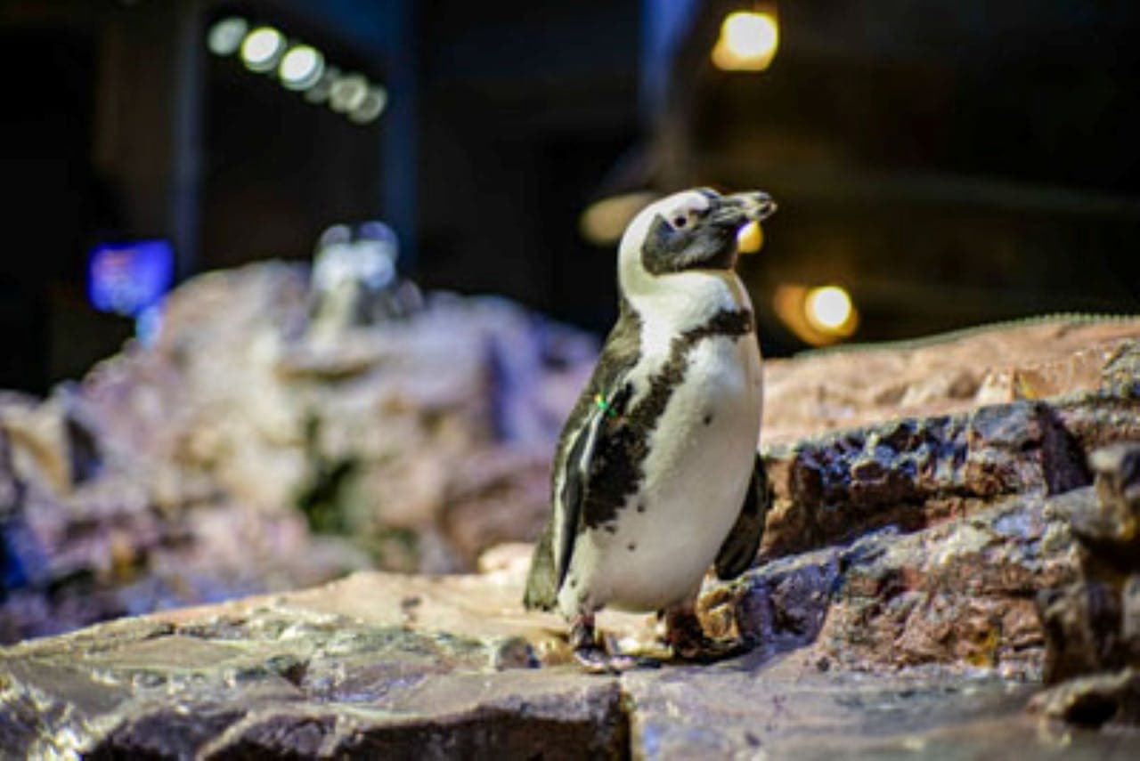 New England Aquarium Ticket - تصویر 5