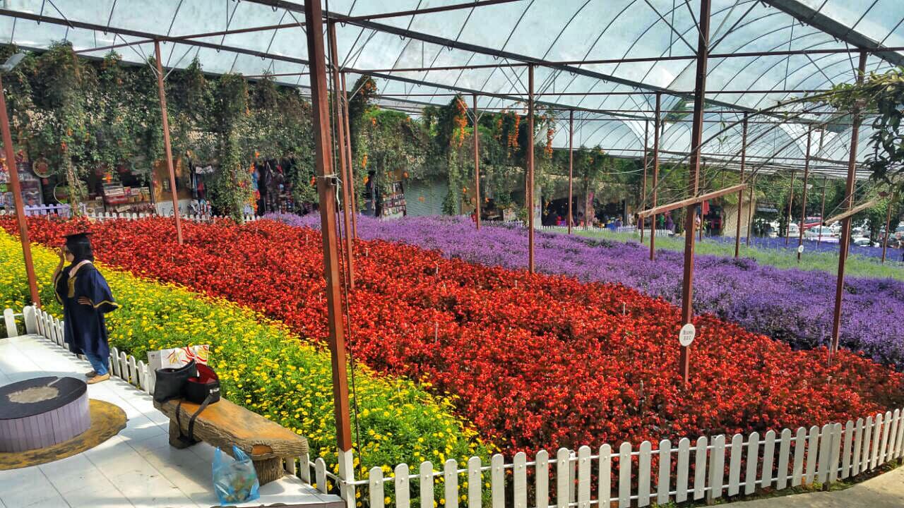 Cameron Highlands Tour from Kuala Lumpur - تصویر 13