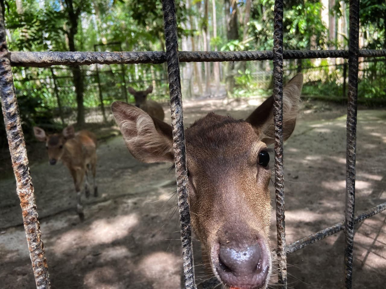 Batu Caves and Kuala Gandah Elephant Sanctuary Full-Day Tour from Kuala Lumpur - تصویر 8
